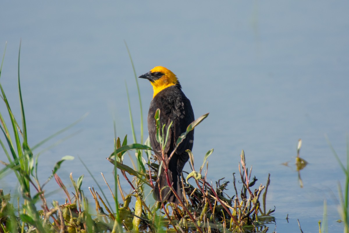 Yellow-headed Blackbird - ML347577191