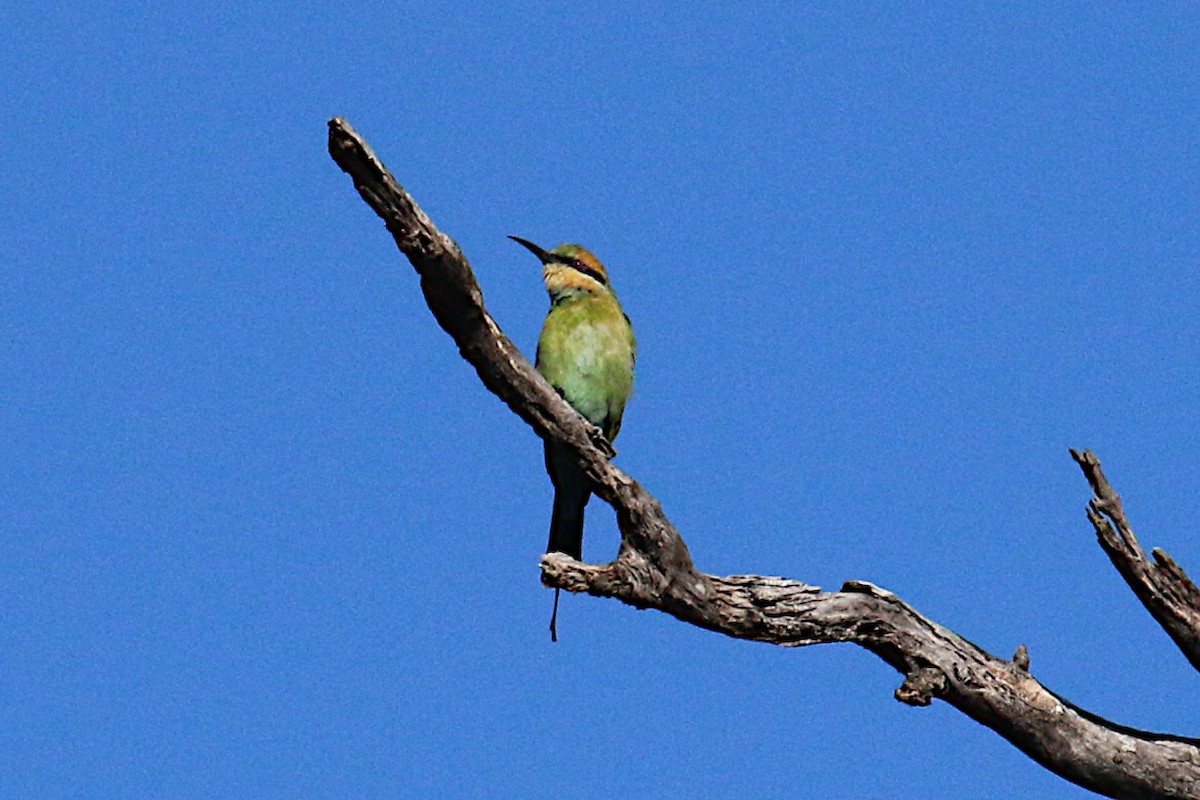 Rainbow Bee-eater - ML347585511