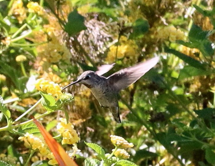 Anna's Hummingbird - ML34758561