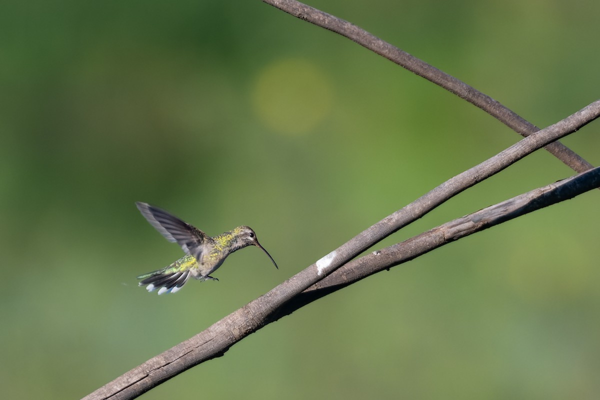 kolibřík rudozobý - ML347592631