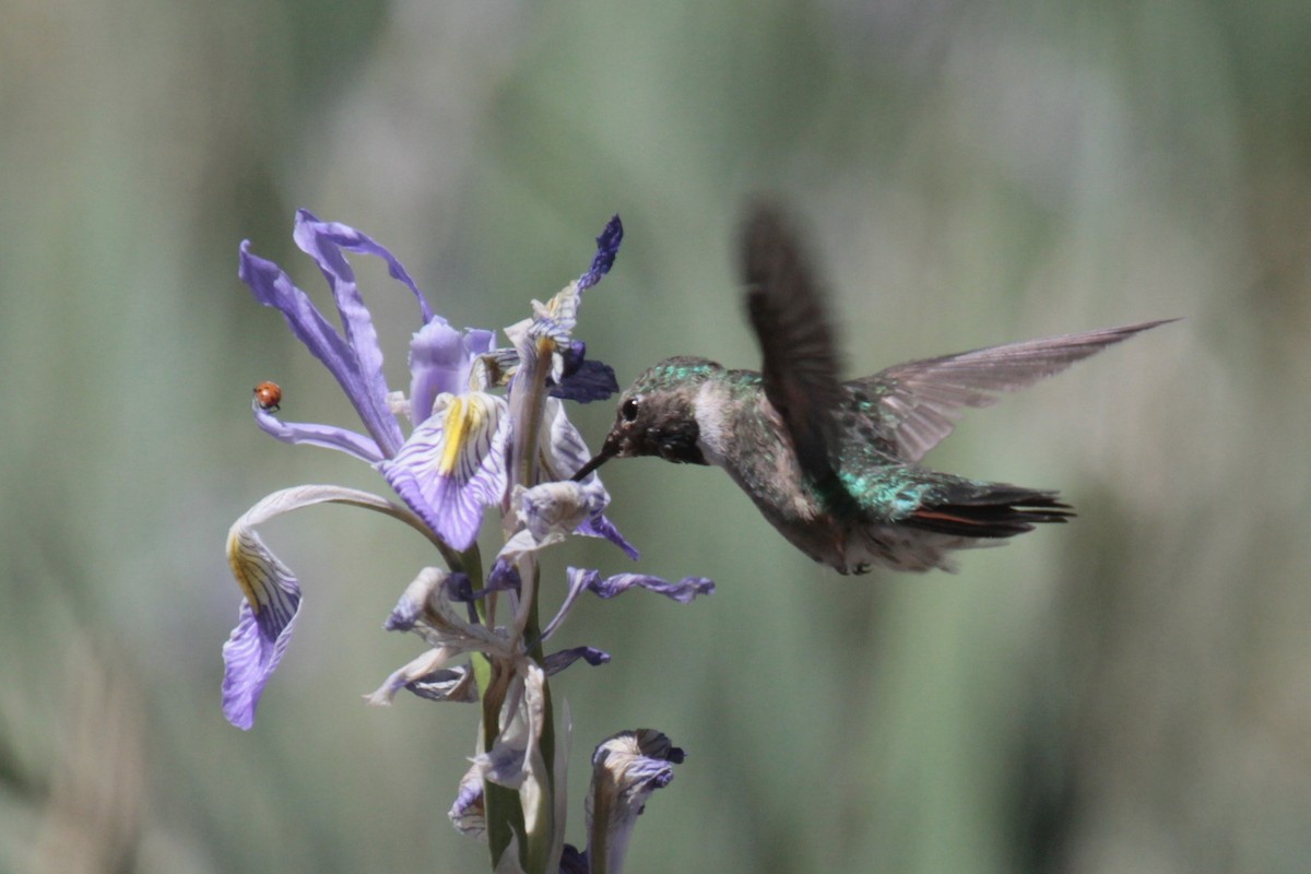 Broad-tailed Hummingbird - Daniel George