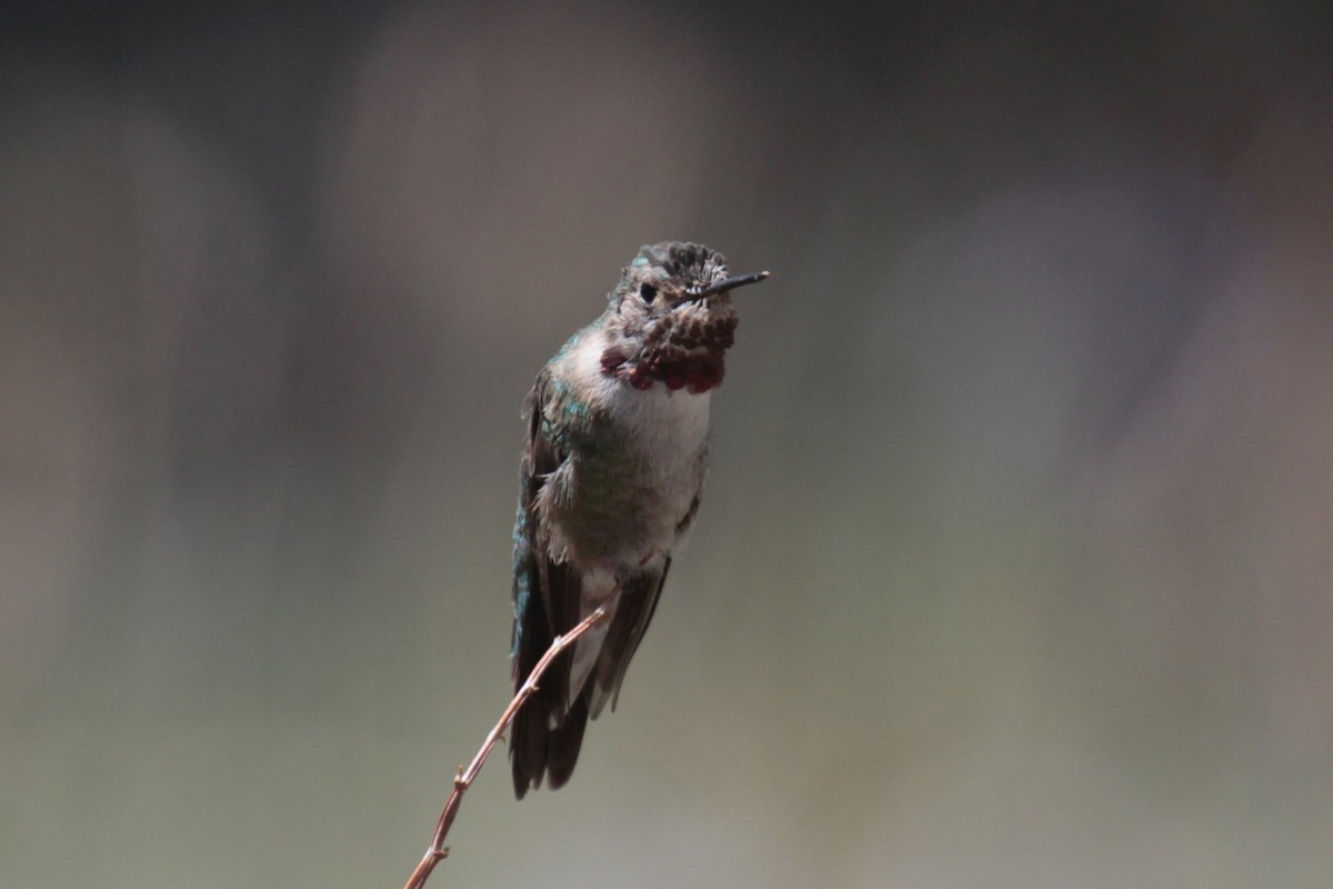 Broad-tailed Hummingbird - ML347592771