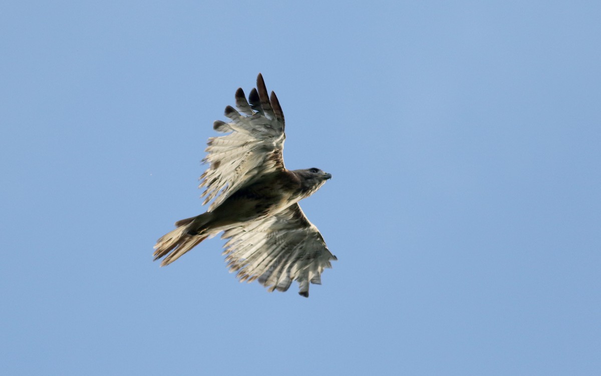 Red-tailed Hawk (borealis) - Jay McGowan