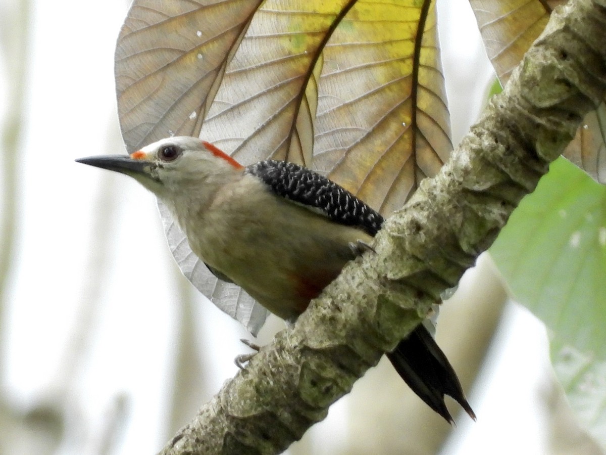 Golden-fronted Woodpecker (Velasquez's) - ML347595371