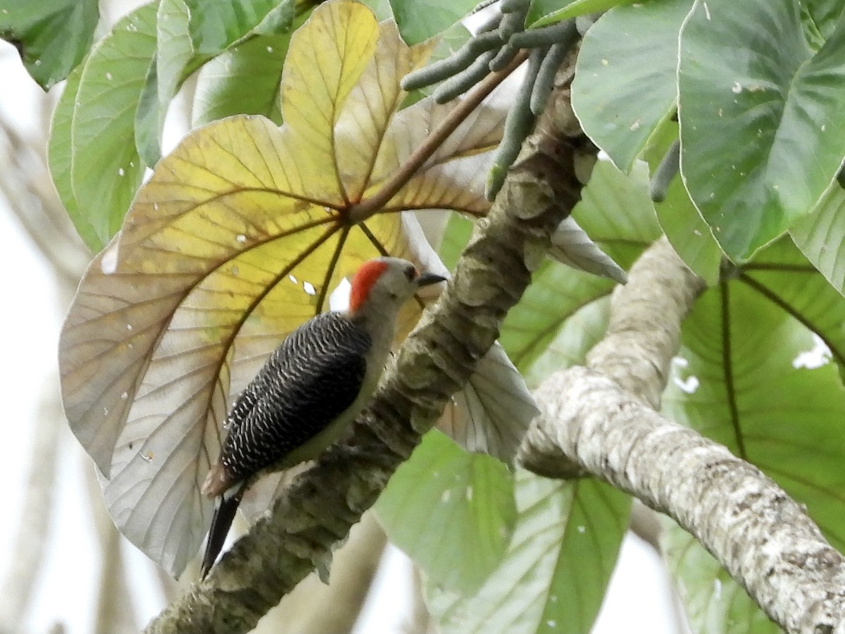Golden-fronted Woodpecker (Velasquez's) - ML347595491