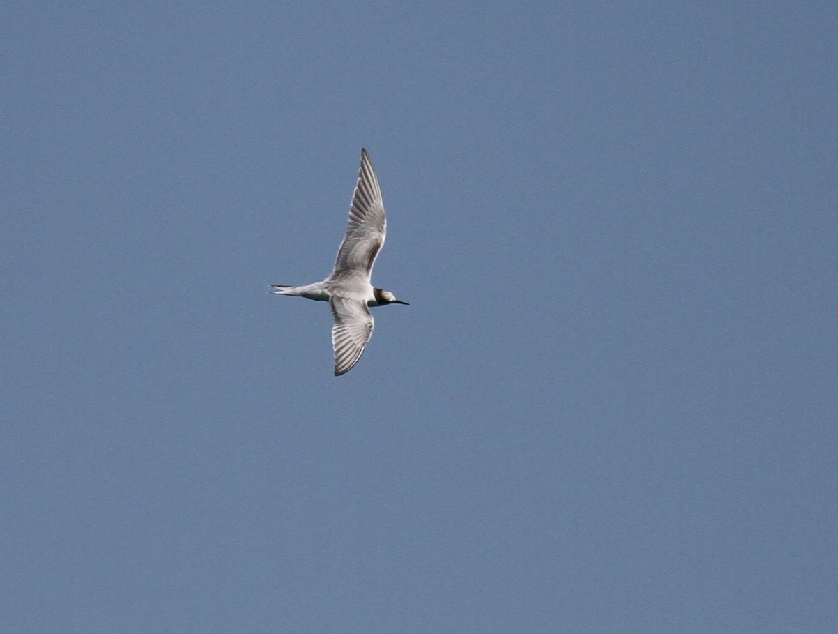 Common Tern - 🦉Richard Aracil🦅