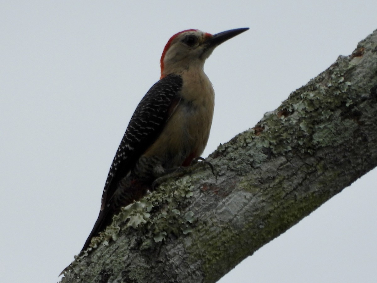 Golden-fronted Woodpecker (Velasquez's) - ML347609701