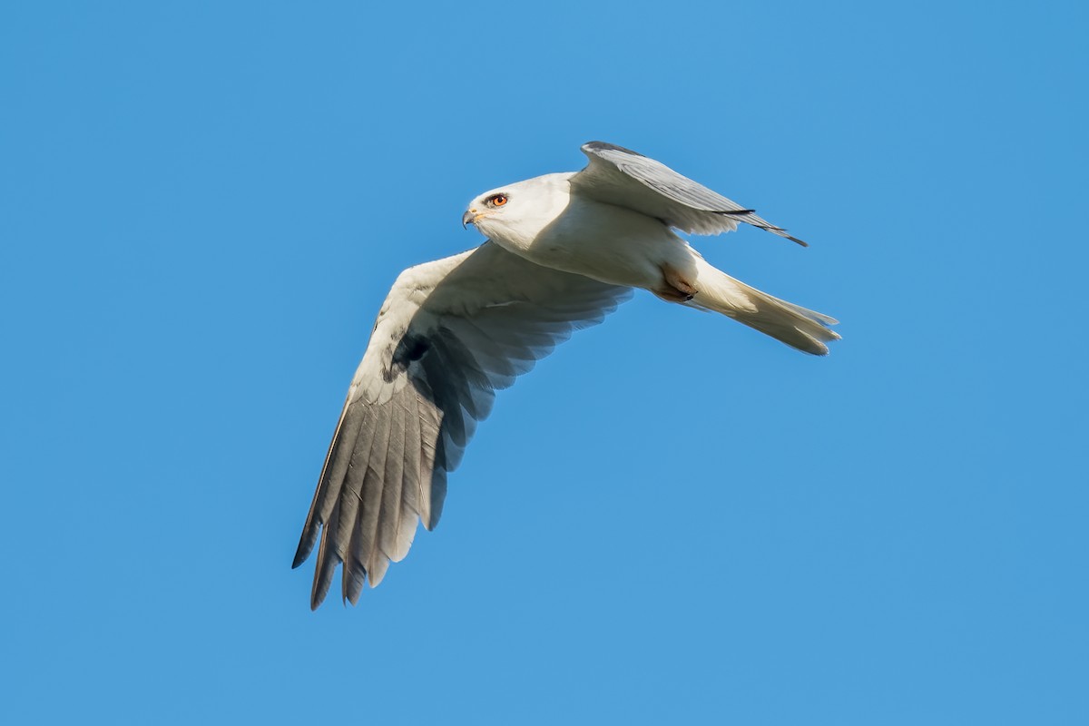 White-tailed Kite - ML347629611