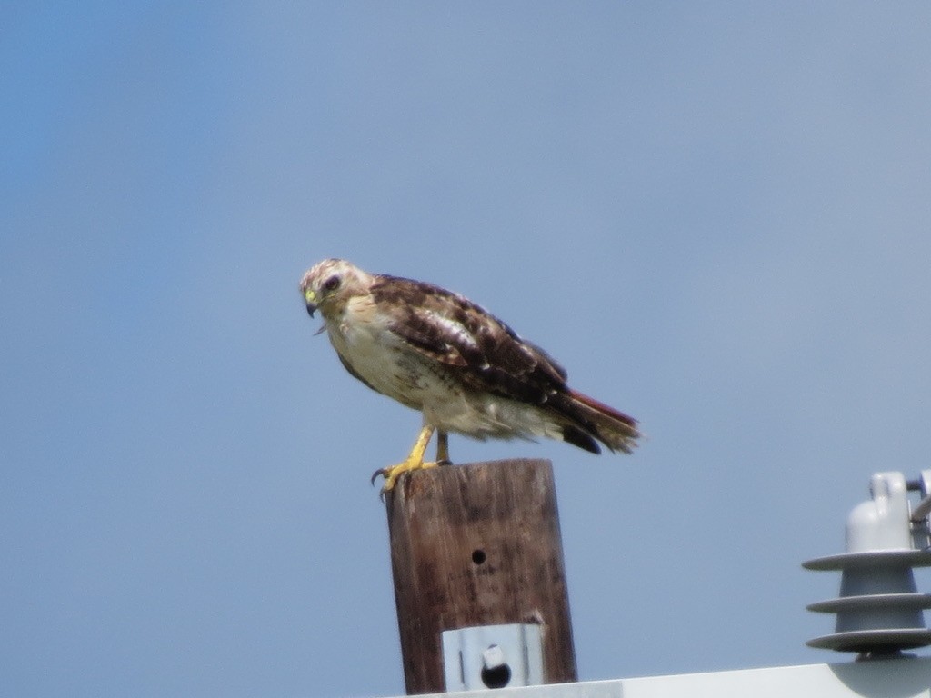 Red-tailed Hawk - ML347639121
