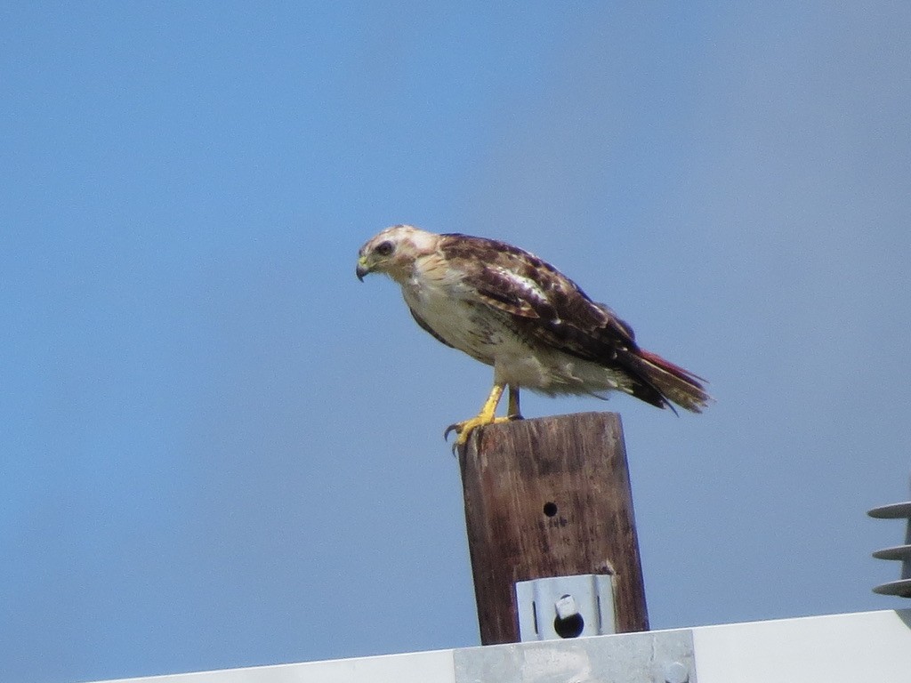 Red-tailed Hawk - ML347639131