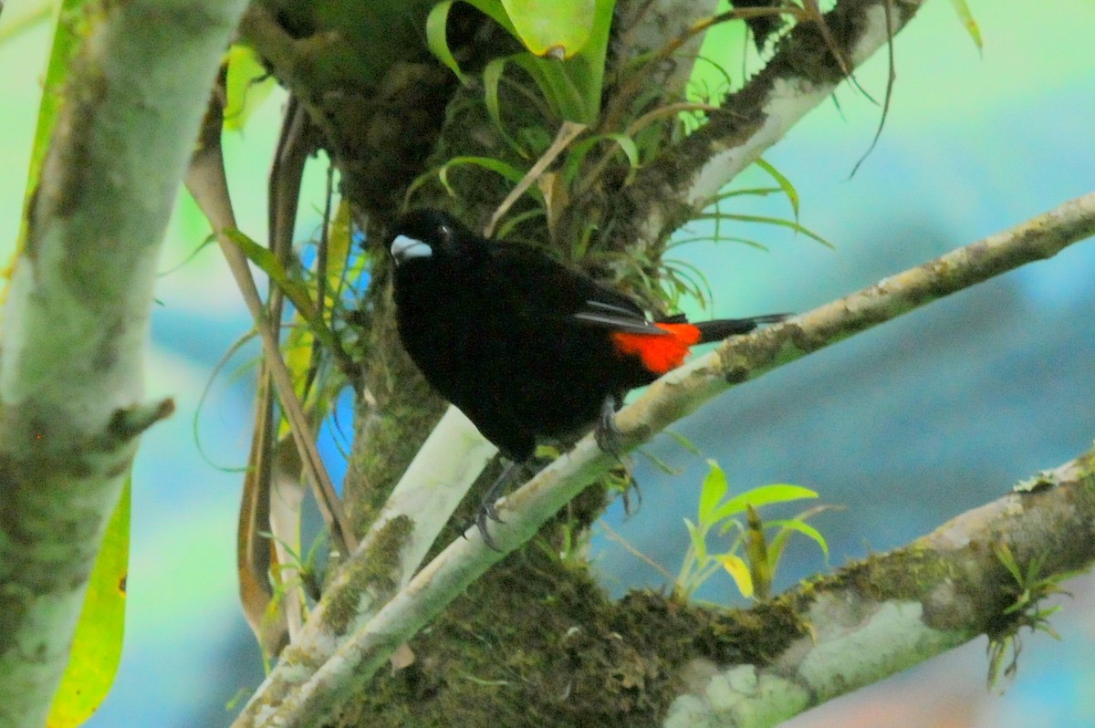Scarlet-rumped Tanager (Passerini's) - Bruce Mast