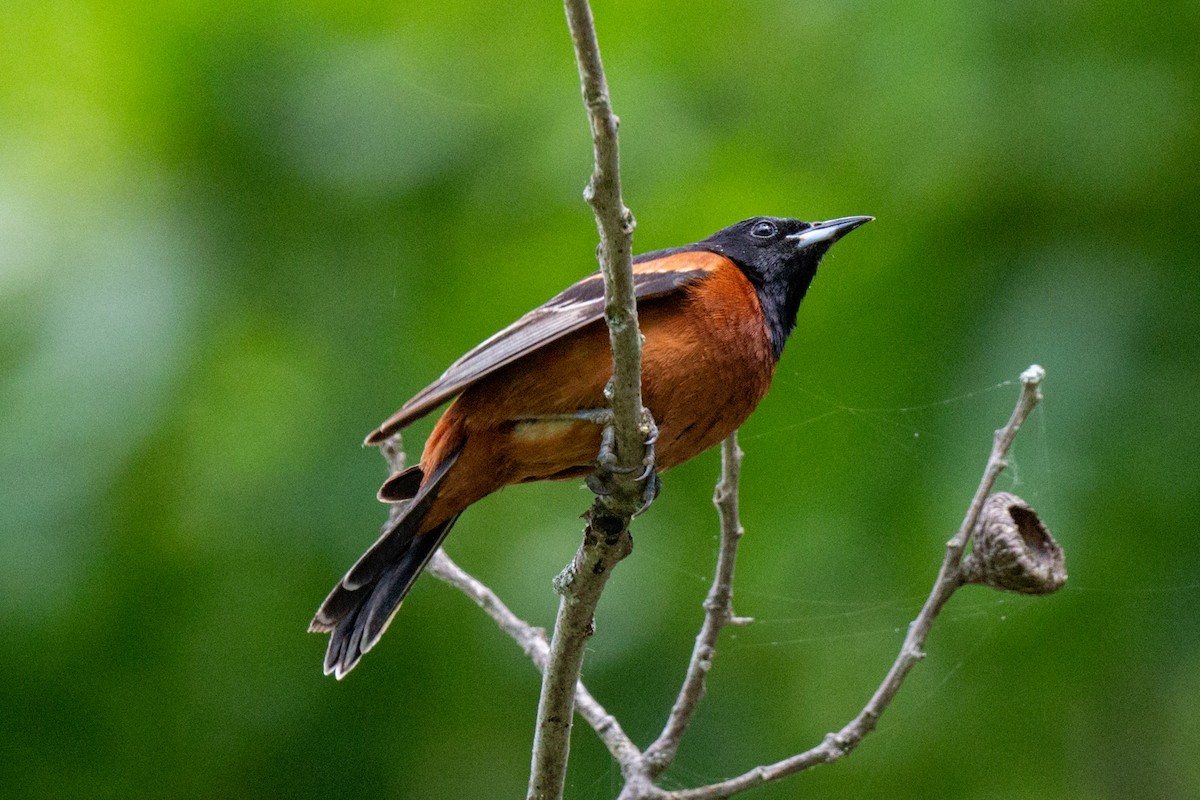Orchard Oriole - ML347642201