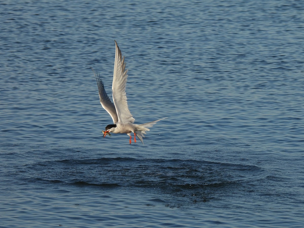 Common Tern - Dan O'Brien