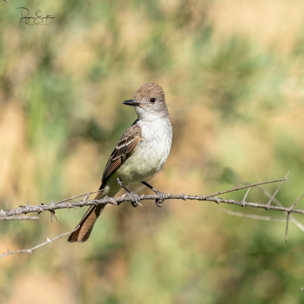 Ash-throated Flycatcher - Roger Smith