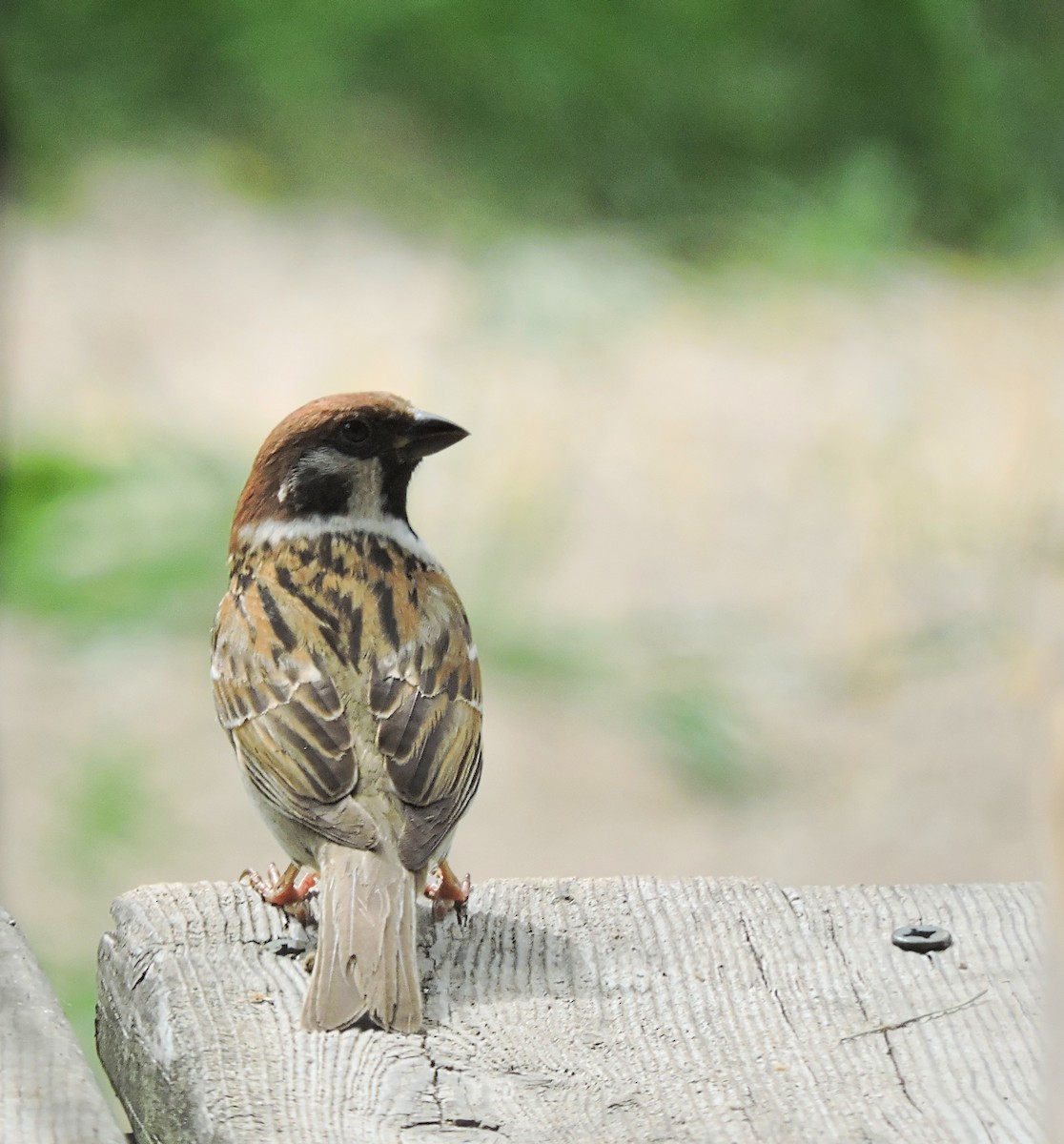 Eurasian Tree Sparrow - ML347651811