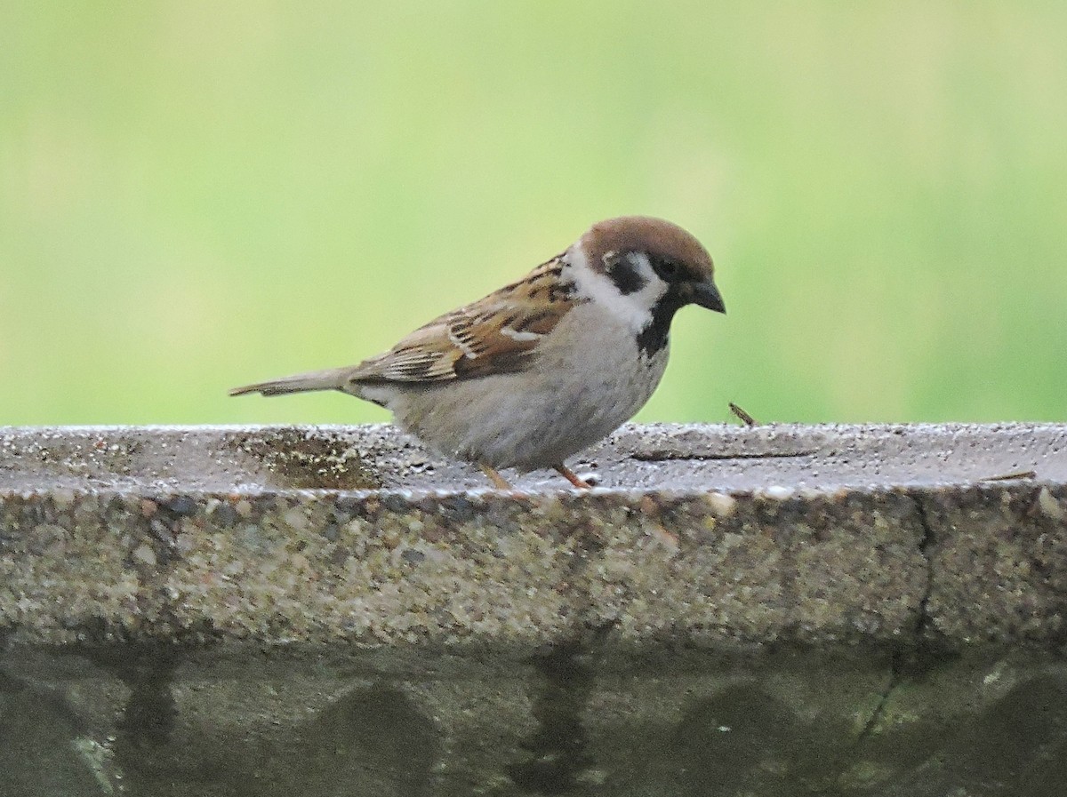 Eurasian Tree Sparrow - ML347651921