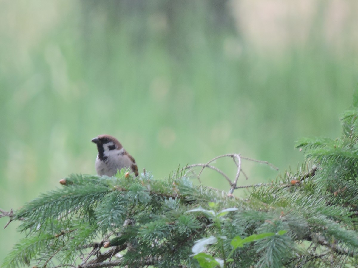 Eurasian Tree Sparrow - ML347652351