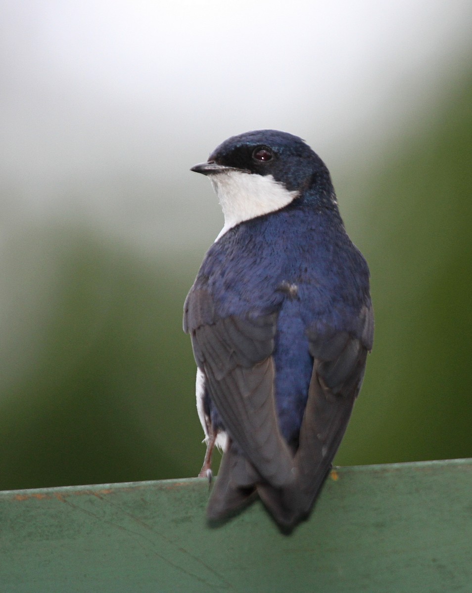 Blue-and-white Swallow - ML34765381