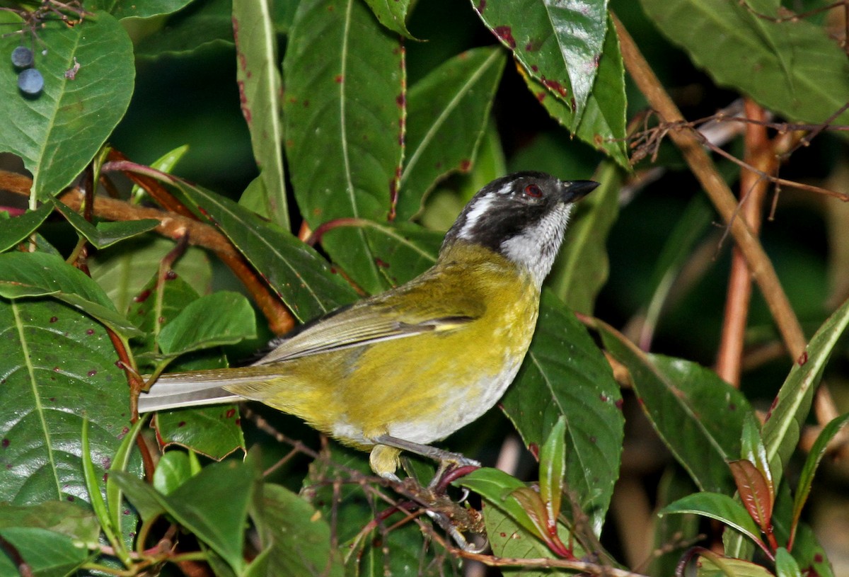 Sooty-capped Chlorospingus - ML34765621