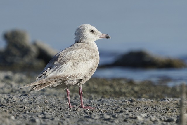 カモメ亜科 Ebird