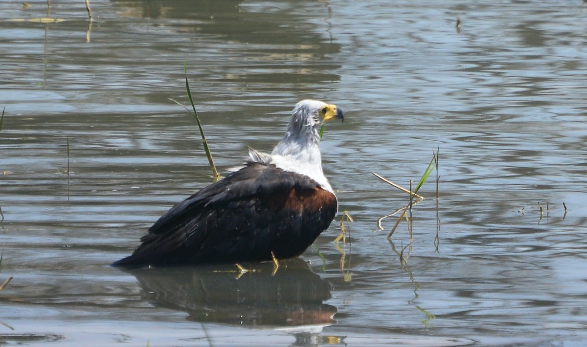 African Fish-Eagle - ML347657801