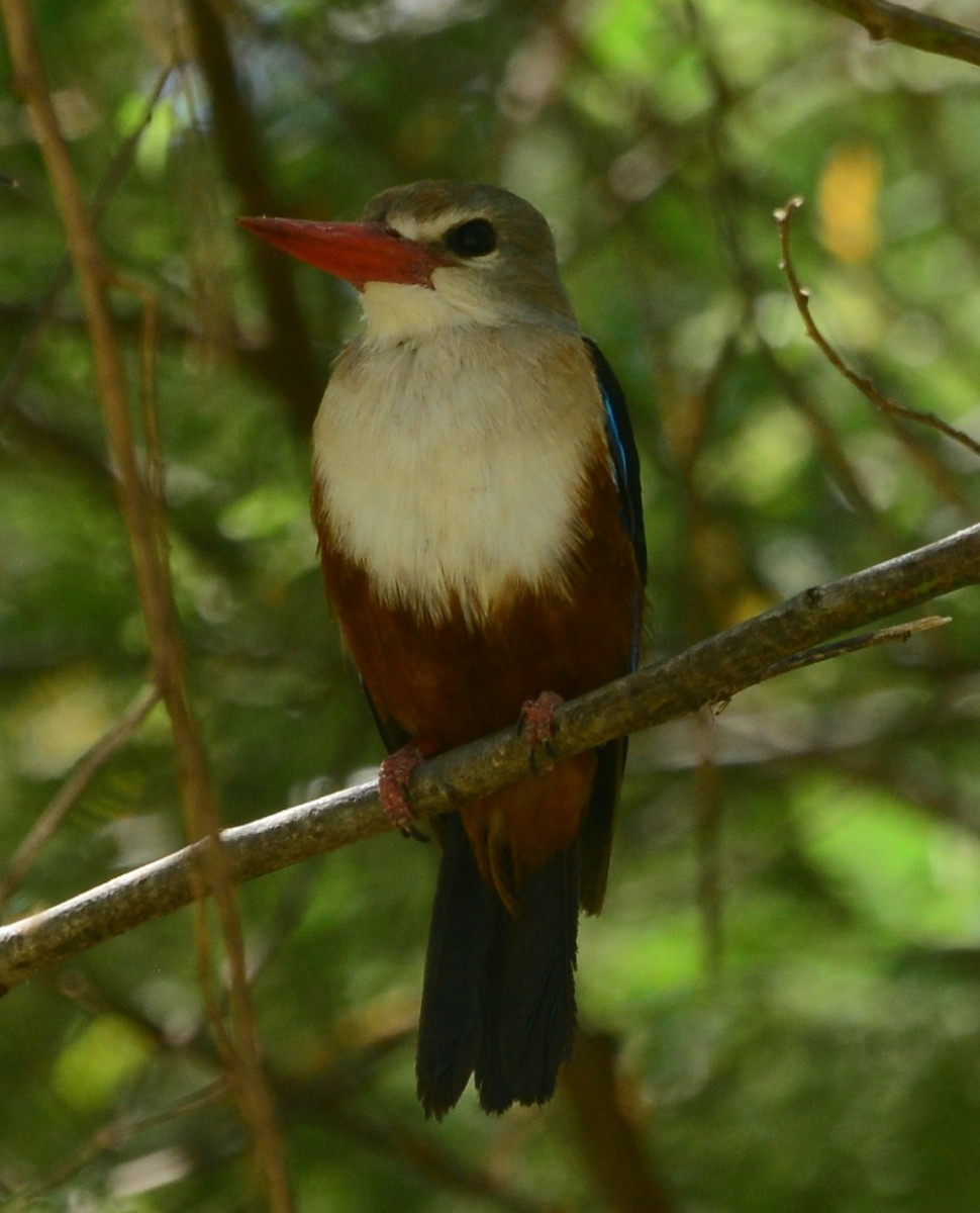 Gray-headed Kingfisher - Premchand Reghuvaran