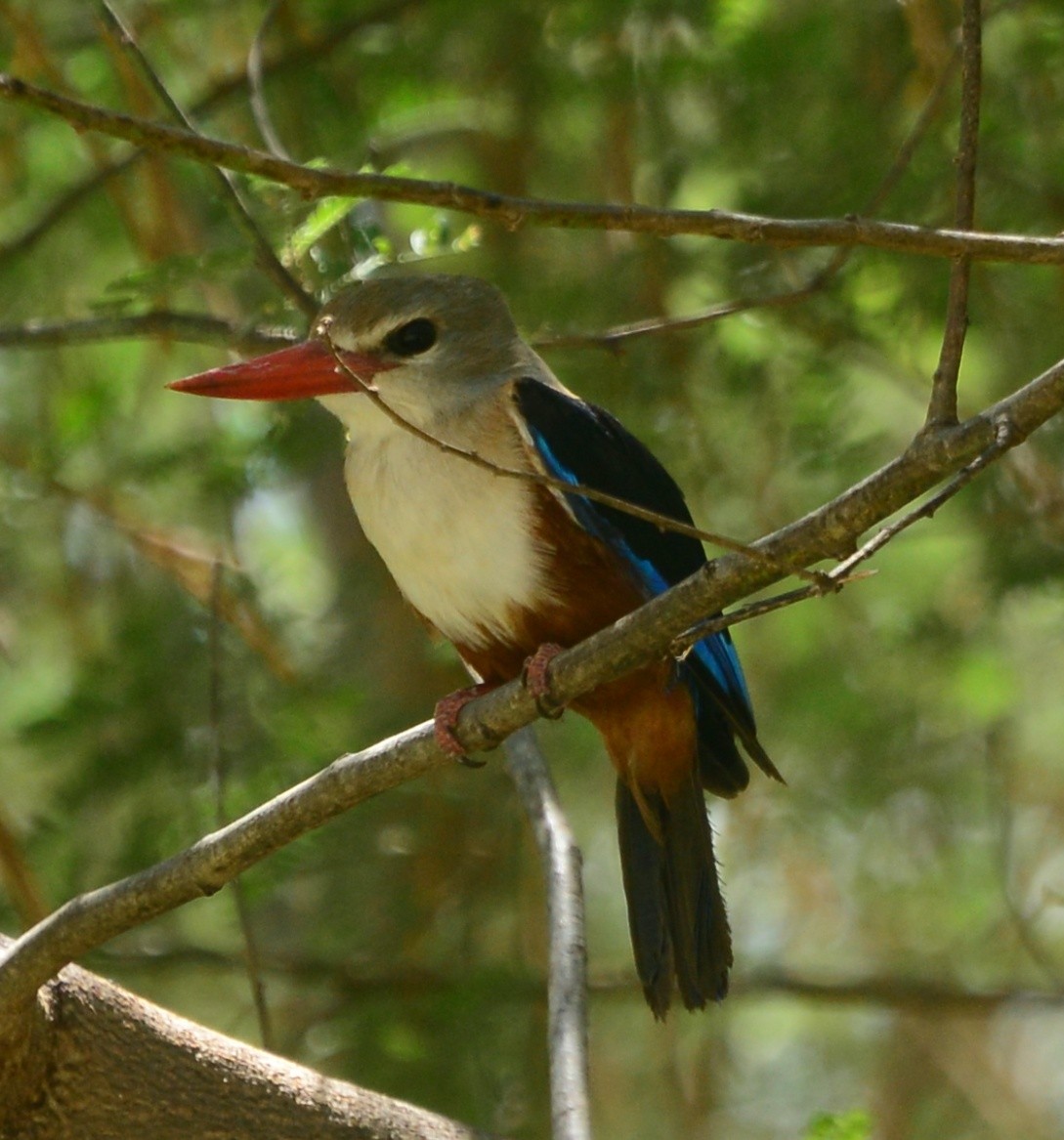 Gray-headed Kingfisher - Premchand Reghuvaran