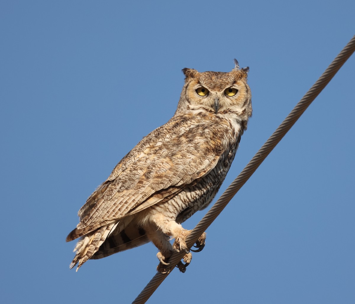 Great Horned Owl - ML347665391