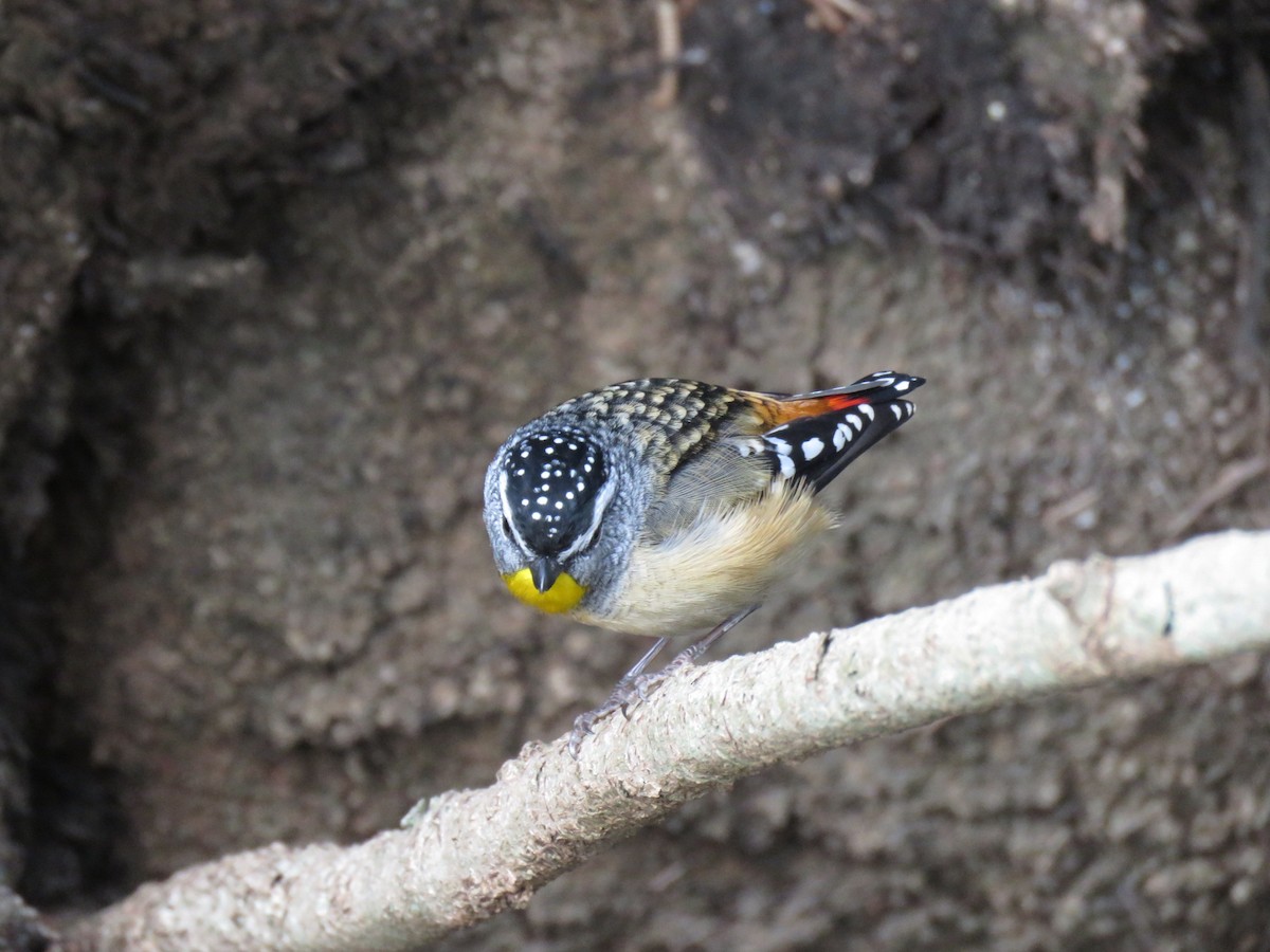 Spotted Pardalote - ML347667881