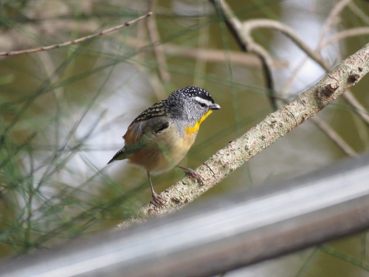 Spotted Pardalote - ML347667891