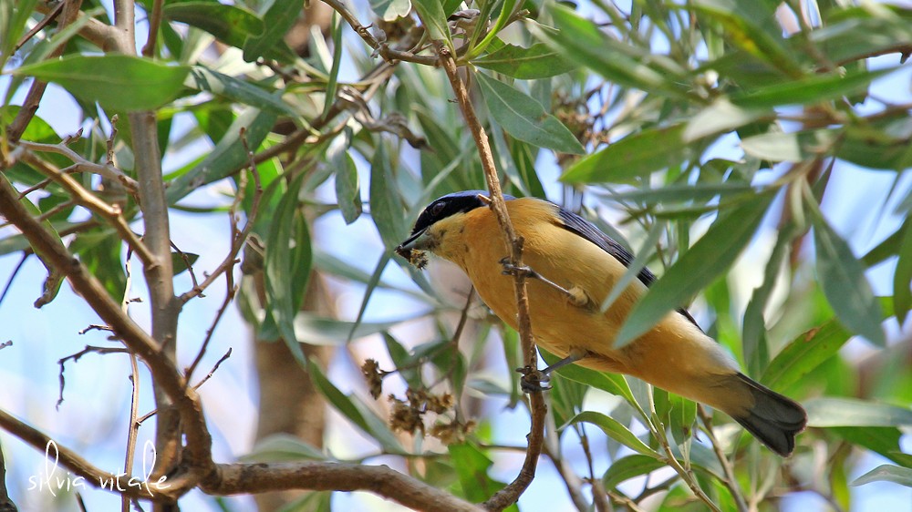 Fawn-breasted Tanager - Silvia Vitale