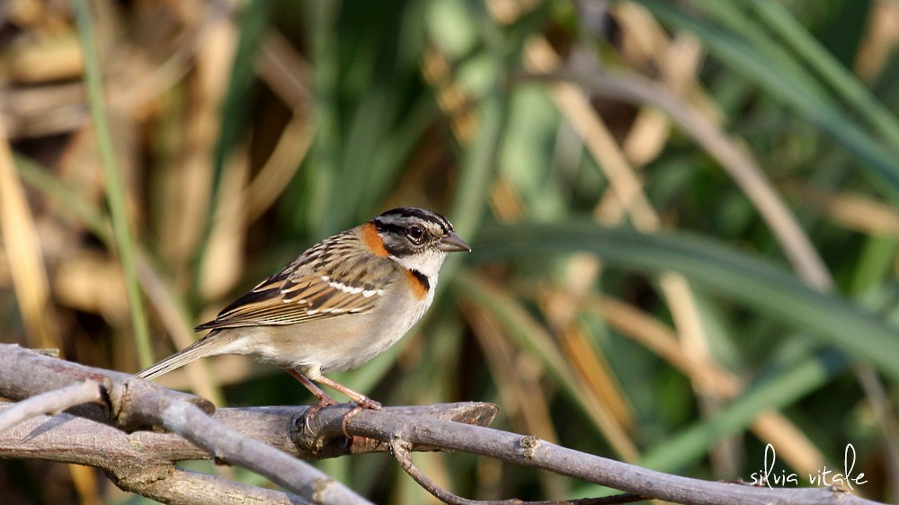 Rufous-collared Sparrow - ML34766941