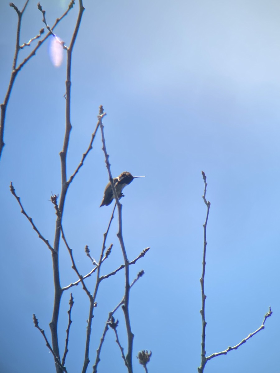 Costa's Hummingbird - ML347672151