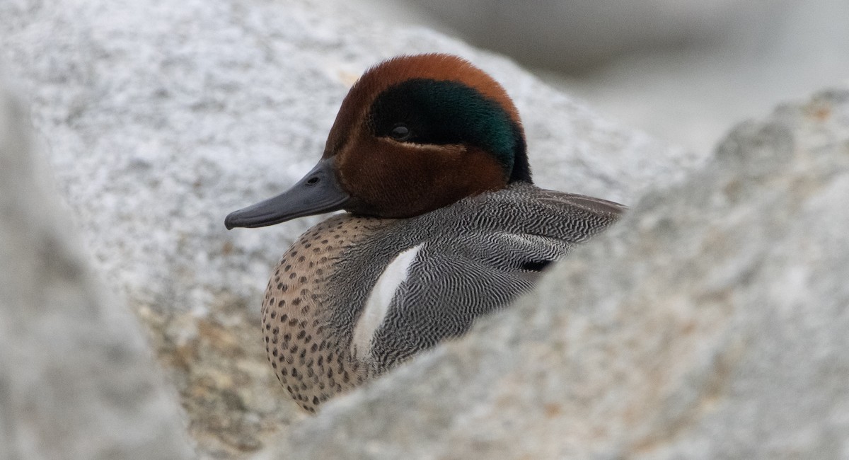 Green-winged Teal - Liam Huber