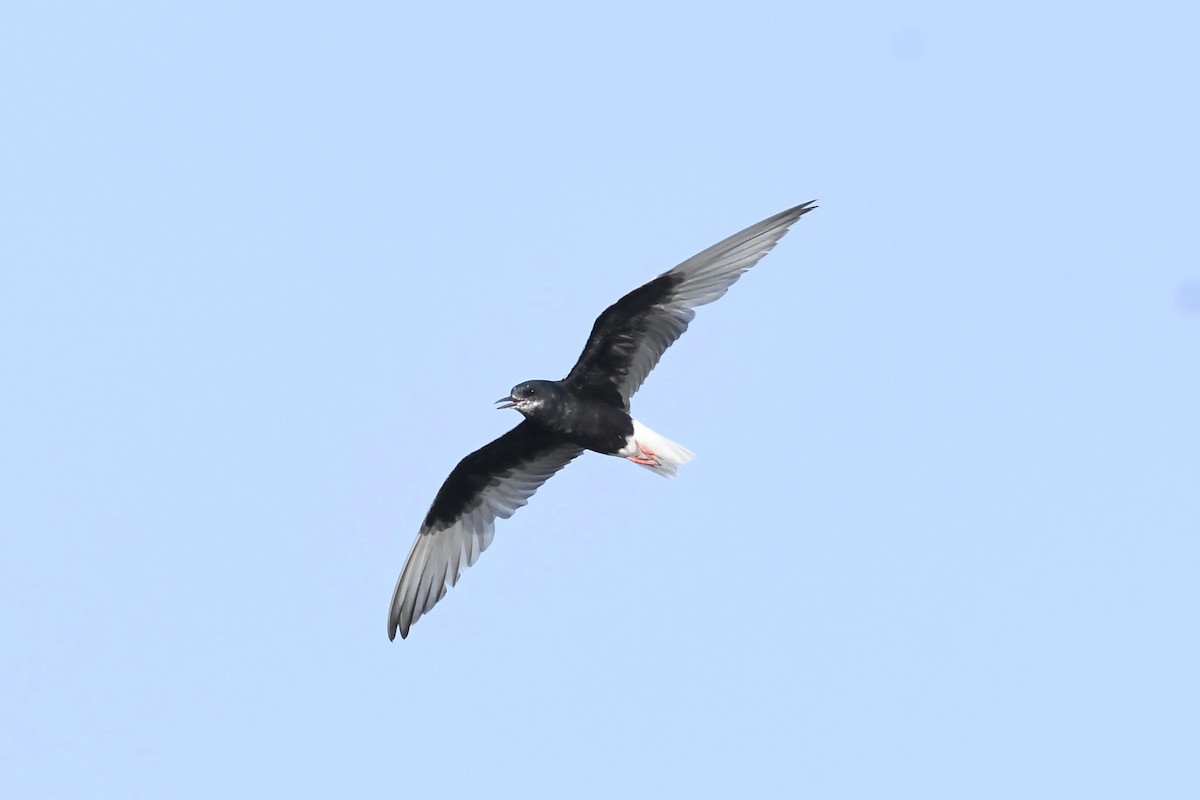 White-winged Tern - Anuj Raina