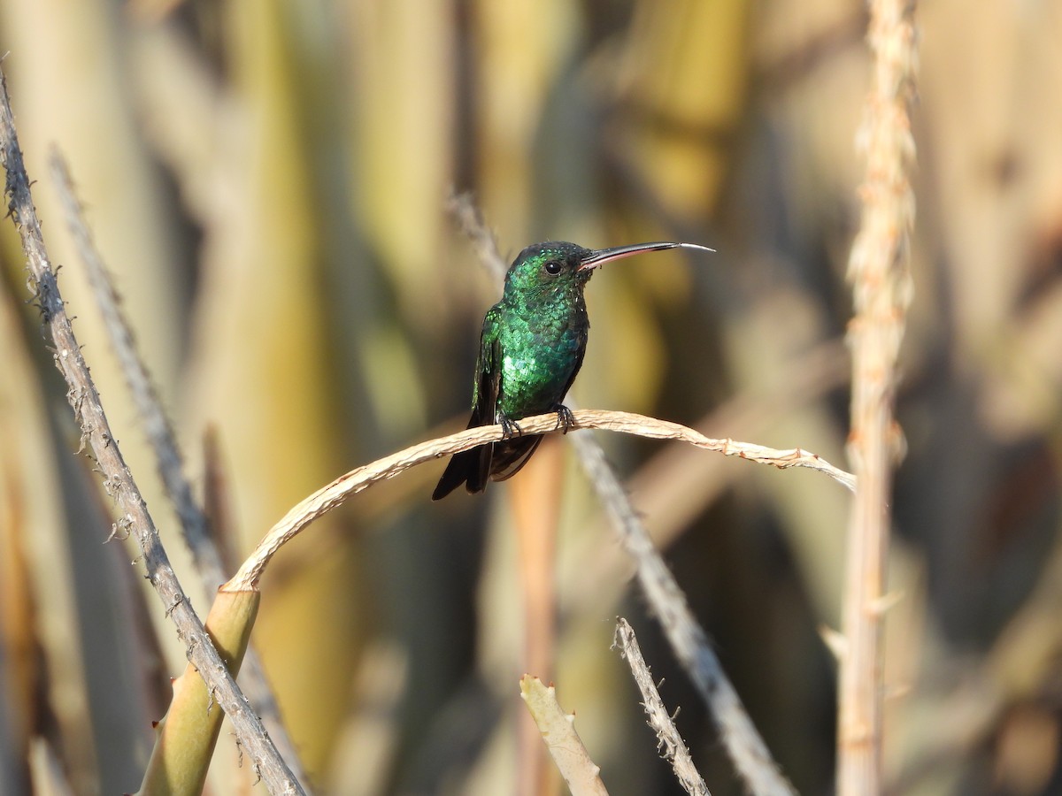 Shining-green Hummingbird - Francisco Contreras @francontreras.80