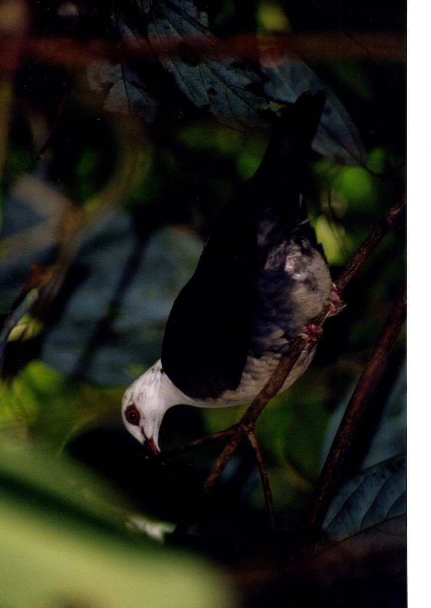 holub běloprsý - ML347681511