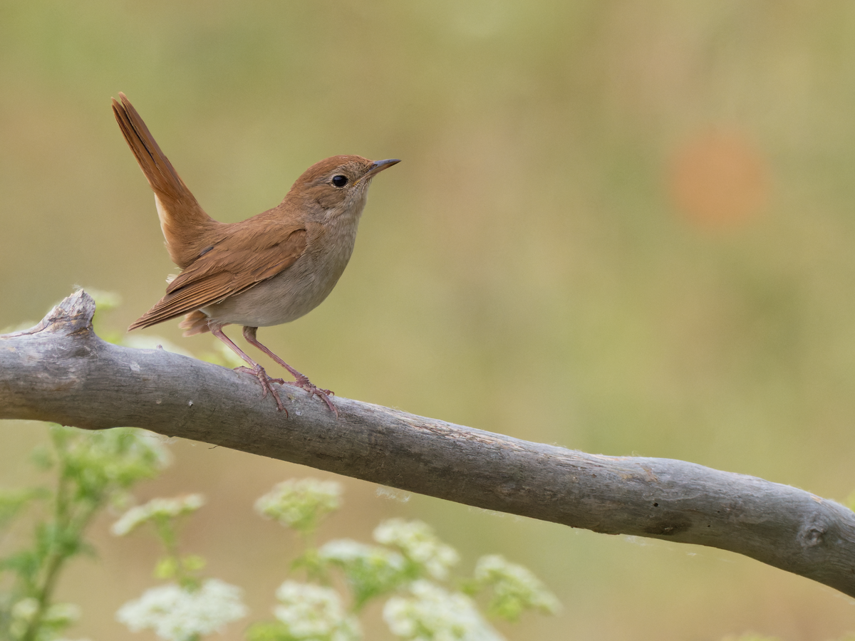 Common Nightingale - Juan Parra Caceres