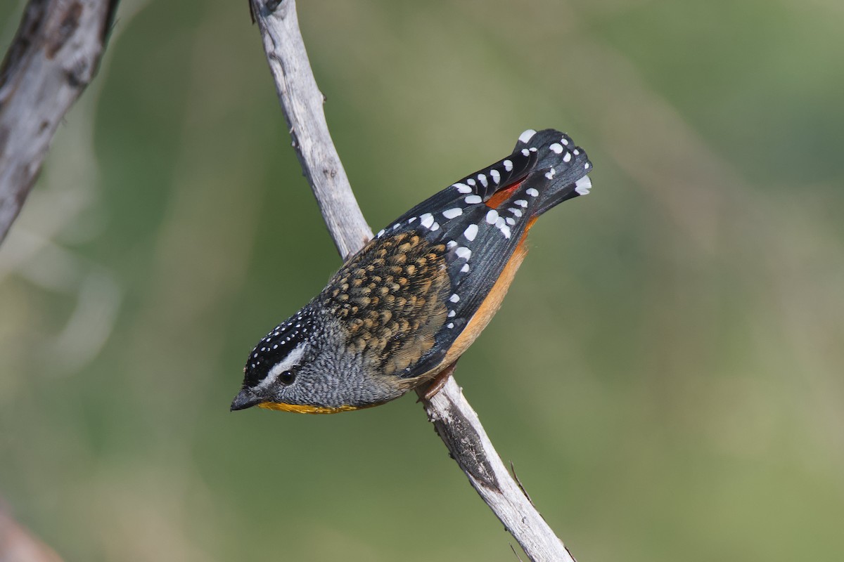 Spotted Pardalote - ML347684211
