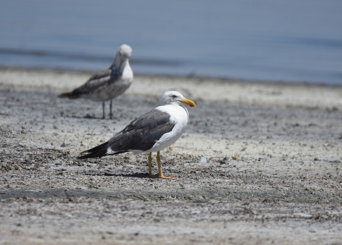 Yellow-footed Gull - ML347684431