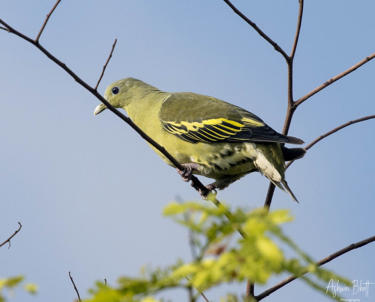 Gray-fronted Green-Pigeon - Ashwini Bhatt