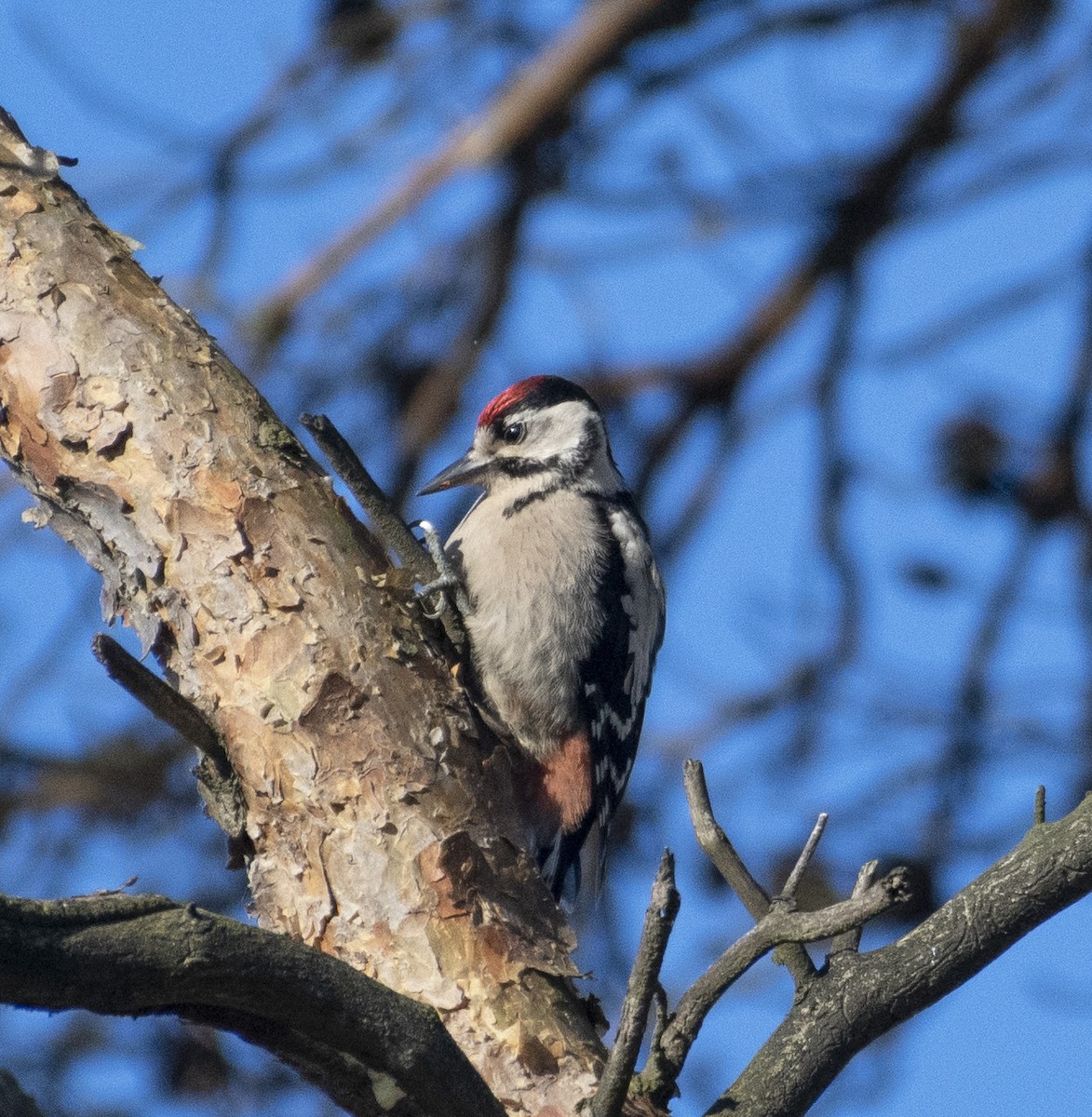 Great Spotted Woodpecker - Ed Stubbs