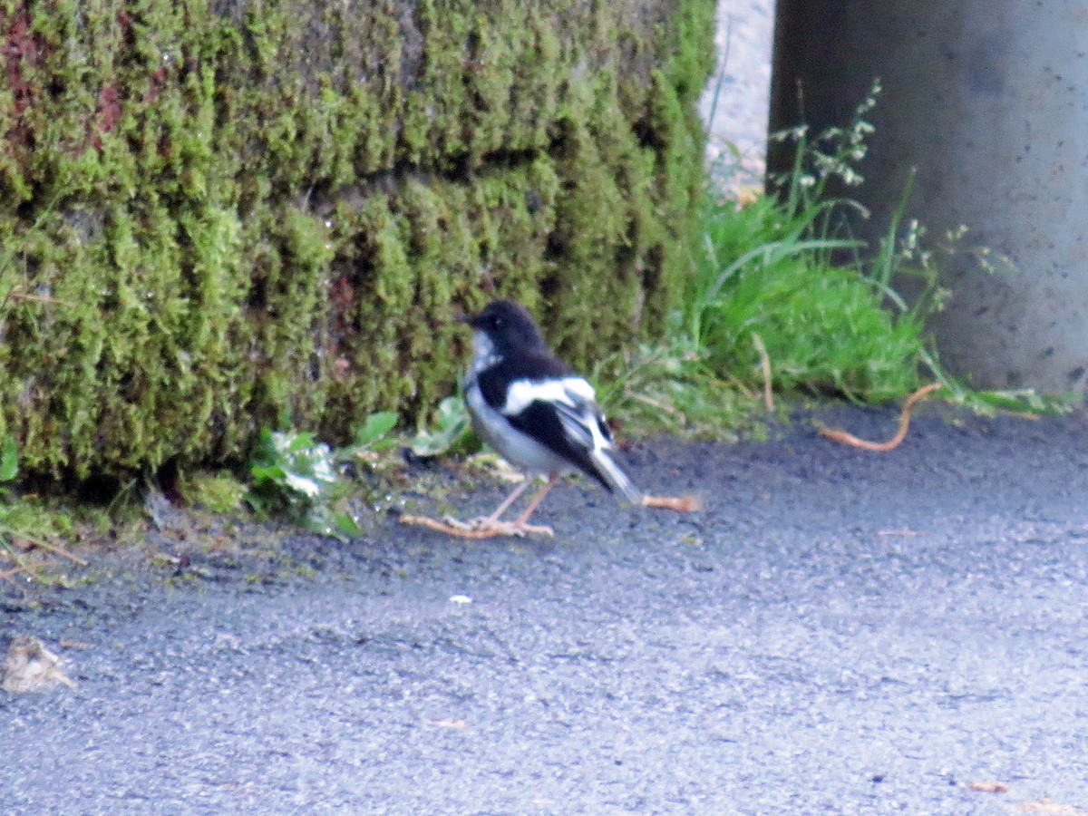 Little Forktail - Donnie Tsui