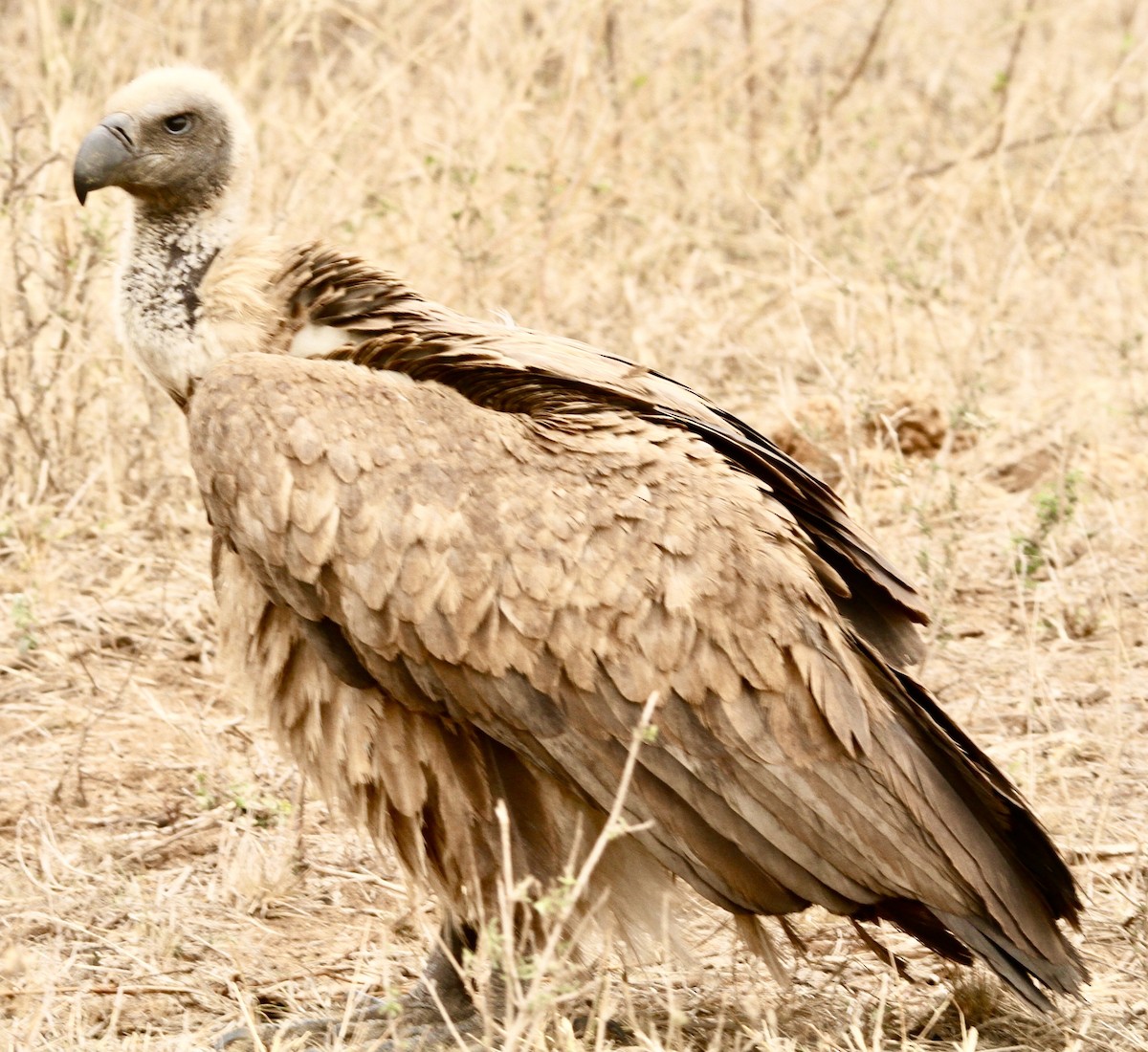 White-backed Vulture - ML347696541