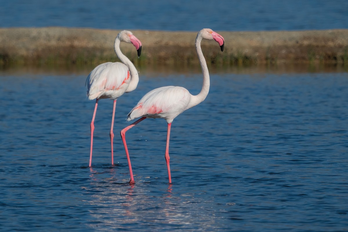 Greater Flamingo - Yeray Seminario