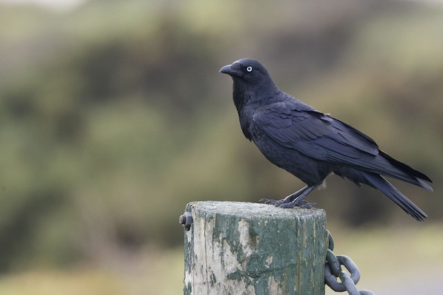 Petit Corbeau Ebird