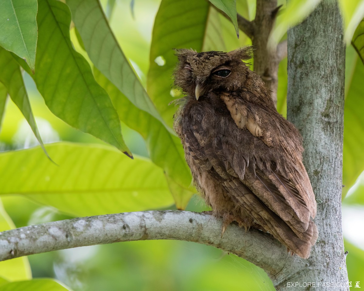 Sunda Scops-Owl - ML347704141