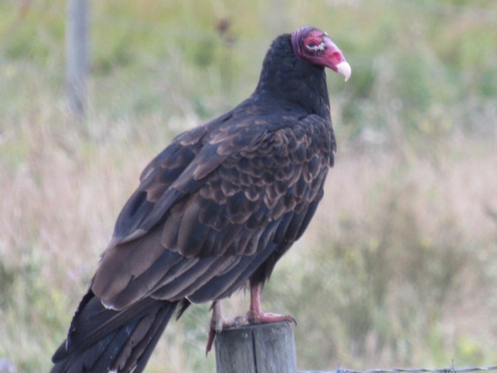 Turkey Vulture - Ken Feltin