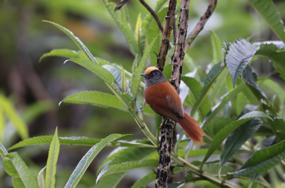 Light-crowned Spinetail - ML347710611