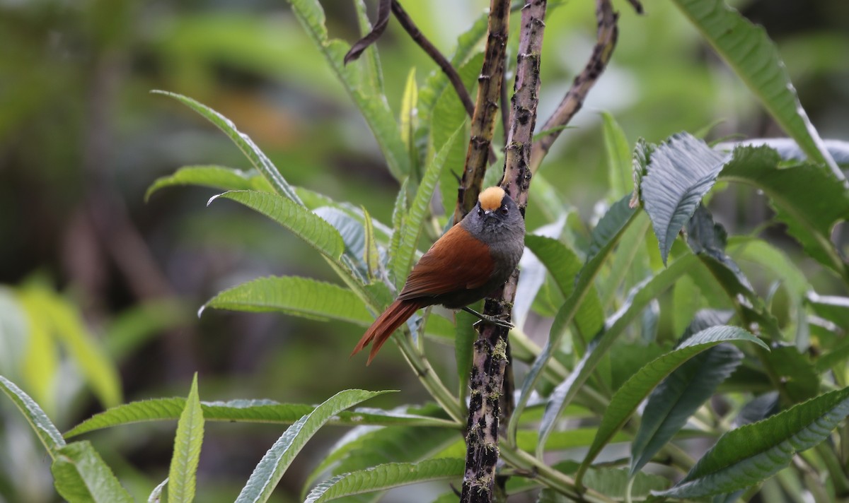 Light-crowned Spinetail - Richard Greenhalgh